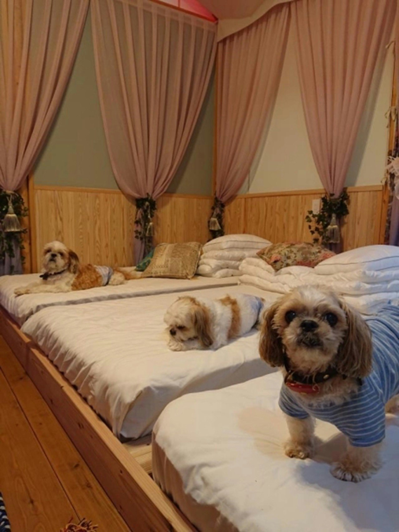 【愛犬と楽しむ♪】1棟限定ペットと宿泊専用グランピングテント≪休前日プラン≫